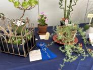 Medium Potted Plants featuring Karen Latham’s 1st place entry