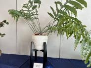 Large Potted Plant 1st place by Sue Ladow
